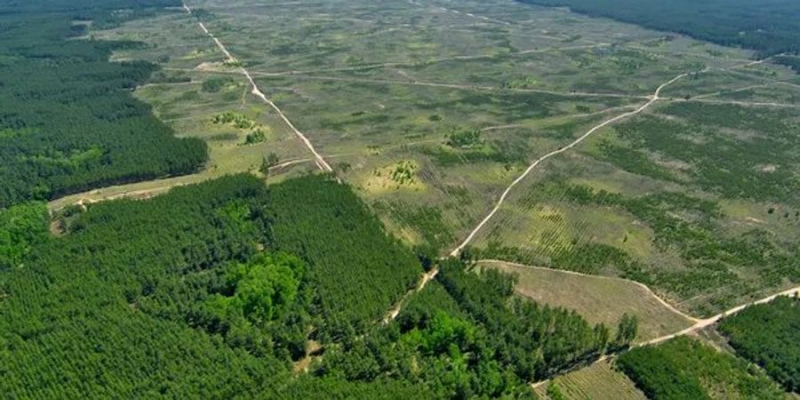 Це&nbsp;жахає. Екологи порахували, скільки лісу втратила планета у&nbsp;2022 році - і до&nbsp;чого це&nbsp;призвело