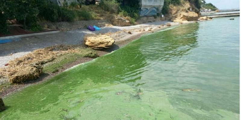 Через токсичні бактерії. Вода в&nbsp;Одеській затоці позеленіла