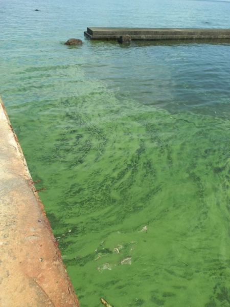 Через токсичні бактерії. Вода в&nbsp;Одеській затоці позеленіла
