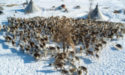 Цифровизация на рогах