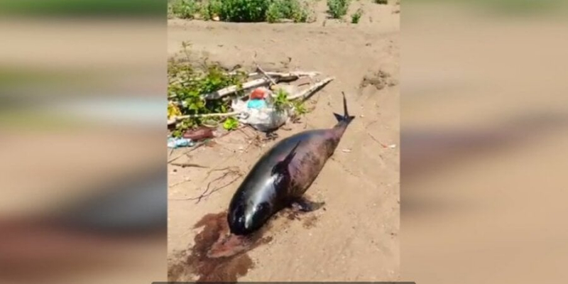 Екоцид повним ходом. Через росіян в Азовському морі гинуть дельфіни — відео