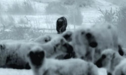Хижаки не прорвуться. На відео вдалося зафіксувати, як собаки в темряві захистили отару овець від пуми