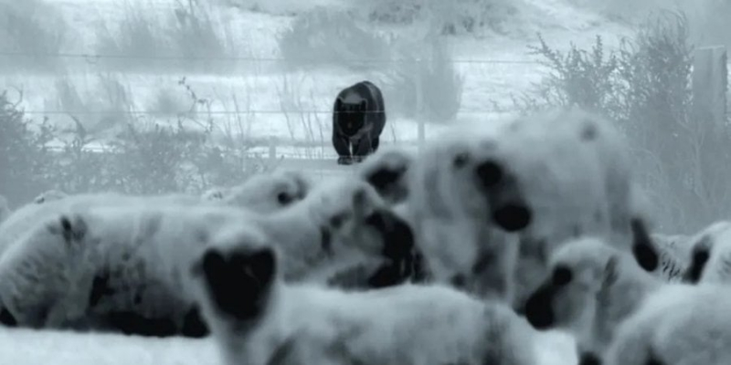 Хижаки не&nbsp;прорвуться. На відео вдалося зафіксувати, як&nbsp;собаки в&nbsp;темряві захистили отару овець від пуми