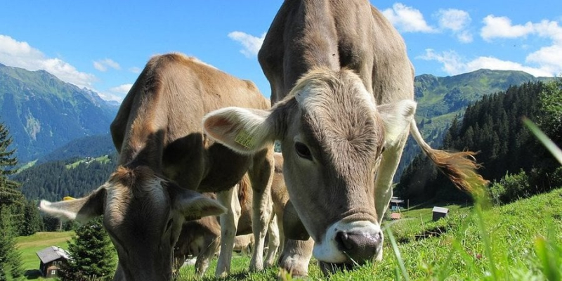 &laquo;Хвороба синього язика&raquo;. Україна заборонила ввезення м&rsquo;яса з&nbsp;Бельгії через поширення смертельного вірусу