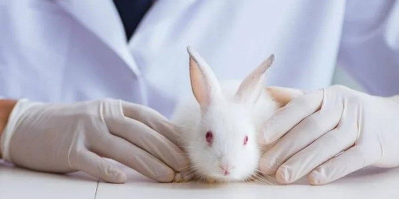 Комісія ЄС планує заборонити тестування на&nbsp;тваринах, але не&nbsp;у&nbsp;всіх випадках