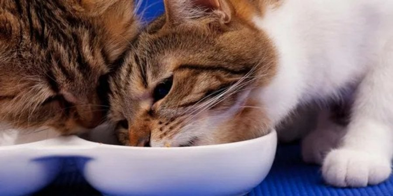 Муркотлива лабораторія. Учені розгадали секрет любові кішок до&nbsp;тунця і самі здивувалися