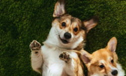 Найменше на Одещині. В Україні лише 22% квартир під оренду pet-friendly — дослідження