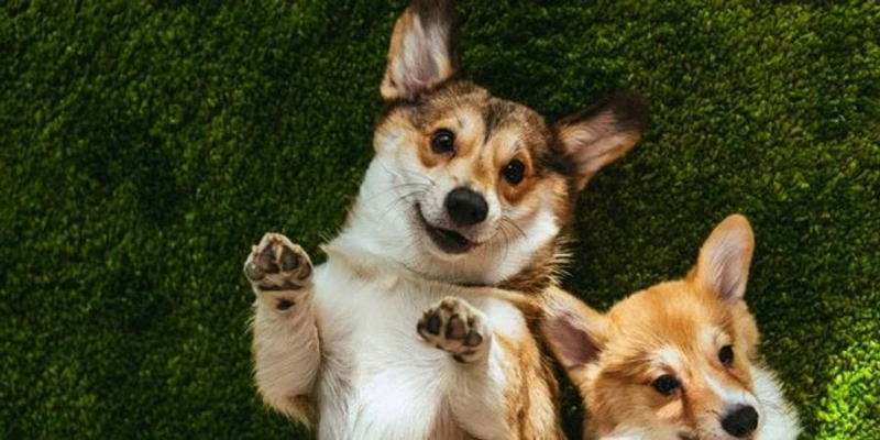 Найменше на&nbsp;Одещині. В&nbsp;Україні лише 22% квартир під оренду pet-friendly&nbsp;&mdash; дослідження