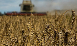 П’яте колесо до воза. Росія не потрібна для постачання українського зерна на міжнародні ринки