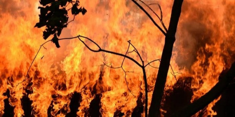 Помста клімату. Екстремальні лісові пожежі почали виникати на&nbsp;25% частіше