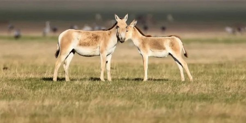 Приклад для всього світу. Як&nbsp;українські екологи відновлюють знищену війною природу