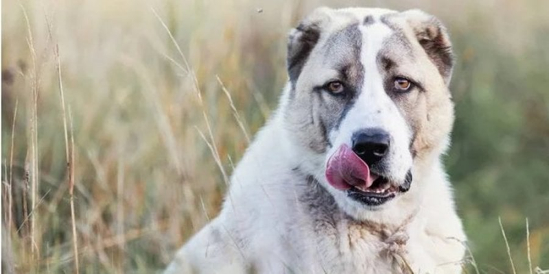 Страшна подія. В&nbsp;Одеській області алабай загриз на&nbsp;смерть свою власницю