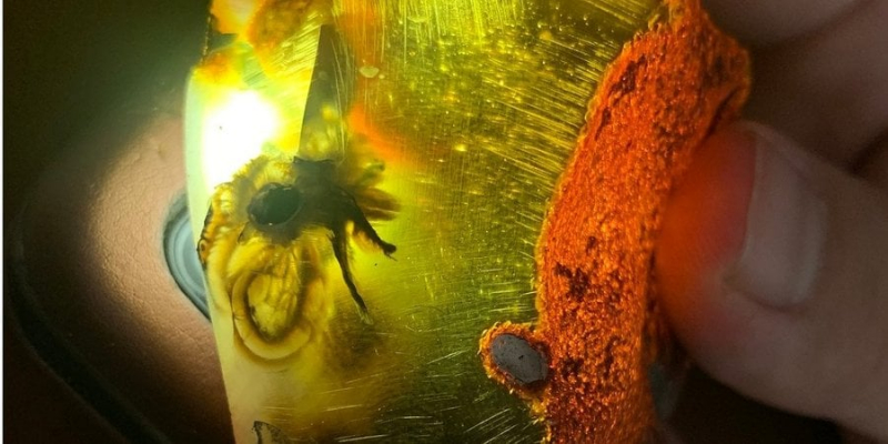 У Рівненській області знайшли рідкісний бурштин віком у&nbsp;десятки мільйонів років&nbsp;&mdash; фото