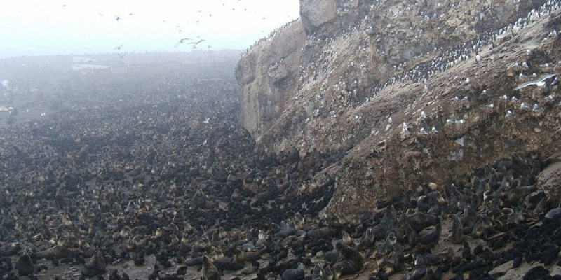 Уже й їх довели. На одному з російських островів загадково вмирають тюлені