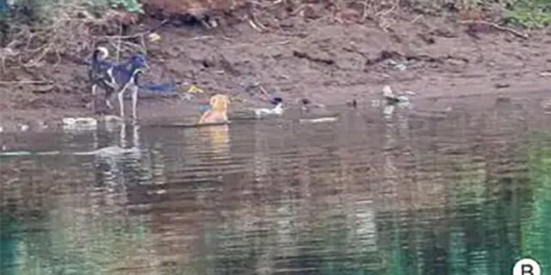 Загін Малібу. В Індії крокодили врятували собаку, й&nbsp;вчені не&nbsp;розуміють, як&nbsp;таке могло статися